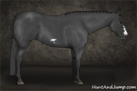 Horse Color:Blue Roan Frame
