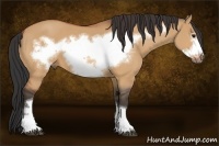 Horse Color:Bay Dun Frame 