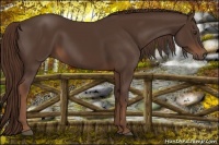 Horse Color:Liver Chestnut Rabicano 
