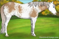 Horse Color:White Spotted Palomino Splash