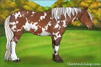 Horse Color:White Spotted Silver Bay