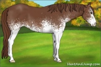 Horse Color:White Spotted Chestnut 