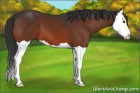 Horse Color:Bay Splash 