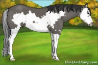 Horse Color:Grullo Splash Frame