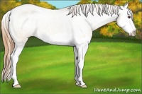 Horse Color:Buckskin Dun Sabino Splash Appaloosa 