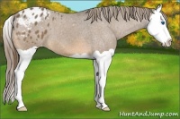 Horse Color:Buckskin Splash Appaloosa 