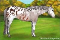 Horse Color:White Spotted Bay Appaloosa