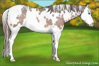 Horse Color:White Spotted Buckskin Splash Appaloosa