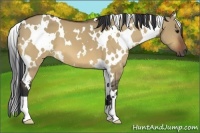 Horse Color:White Spotted Bay Dun