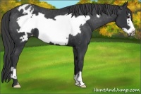 Horse Color:Black Frame Appaloosa