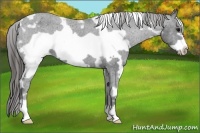 Horse Color:White Spotted Black Frame Appaloosa 