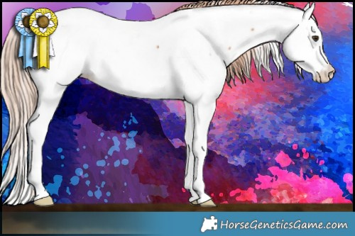 Horse Color:Chestnut Splash Appaloosa