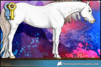 Horse Color:Chestnut Splash Appaloosa 