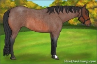 Horse Color:Bay Roan 