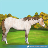 Horse Color:Gray Perlino Roan Splash