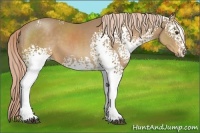 Horse Color:White Spotted Palomino