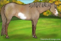 Horse Color:Liver Red Dun Sabino Frame
