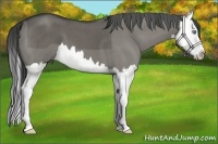 Horse Color:Grullo Roan Splash 