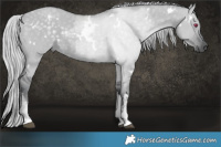 Horse Color:White Spotted Silver Grullo Chinchilla 