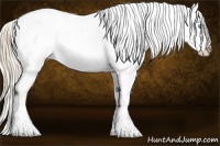 Horse Color:Perlino Roan Appaloosa 