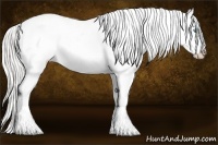 Horse Color:Cremello Splash Tobiano Appaloosa Rabicano 