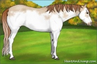Horse Color:Red Dun Roan Splash Frame Rabicano