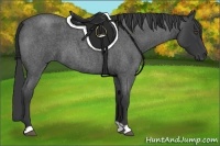 Horse Color:Blue Roan 