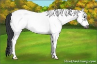 Horse Color:White Spotted Blue Roan Frame 