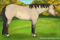 Horse Color:Buckskin Roan Dun 