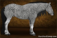 Horse Color:ERROR: UNKNOWN ANOMALY Brindle