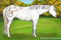 Horse Color:White Spotted Classic Cream Champagne Splash Appaloosa