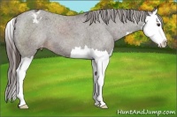 Horse Color:Liver Chestnut Splash Appaloosa 