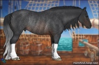 Horse Color:Brown Rabicano 