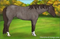 Horse Color:Liver Red Roan 