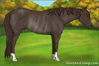 Horse Color:Liver Chestnut Rabicano 