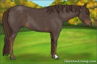 Horse Color:Liver Red Roan 