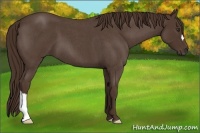Horse Color:Liver Red Roan 