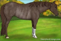 Horse Color:Liver Chestnut Rabicano 