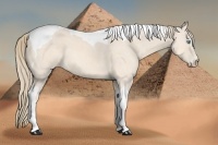 Horse Color:Perlino Tobiano 