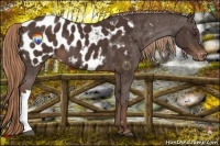 Horse Color:Liver Chestnut Appaloosa