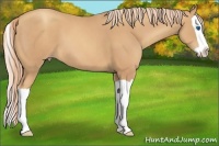 Horse Color:Gold Champagne Splash 
