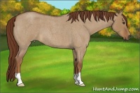 Horse Color:Red Dun Roan