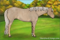 Horse Color:Palomino Roan 