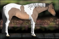 Horse Color:Buckskin Roan Tobiano 
