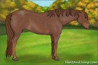 Horse Color:Red Roan