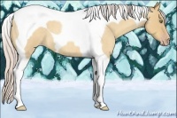Horse Color:Silver Amber Champagne Roan Dun Tobiano
