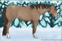 Horse Color:Classic Champagne Roan 