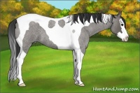 Horse Color:Grullo Roan Splash Tobiano 
