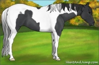 Horse Color:Blue Roan Tobiano