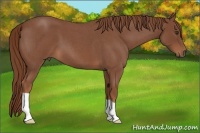 Horse Color:Red Roan 